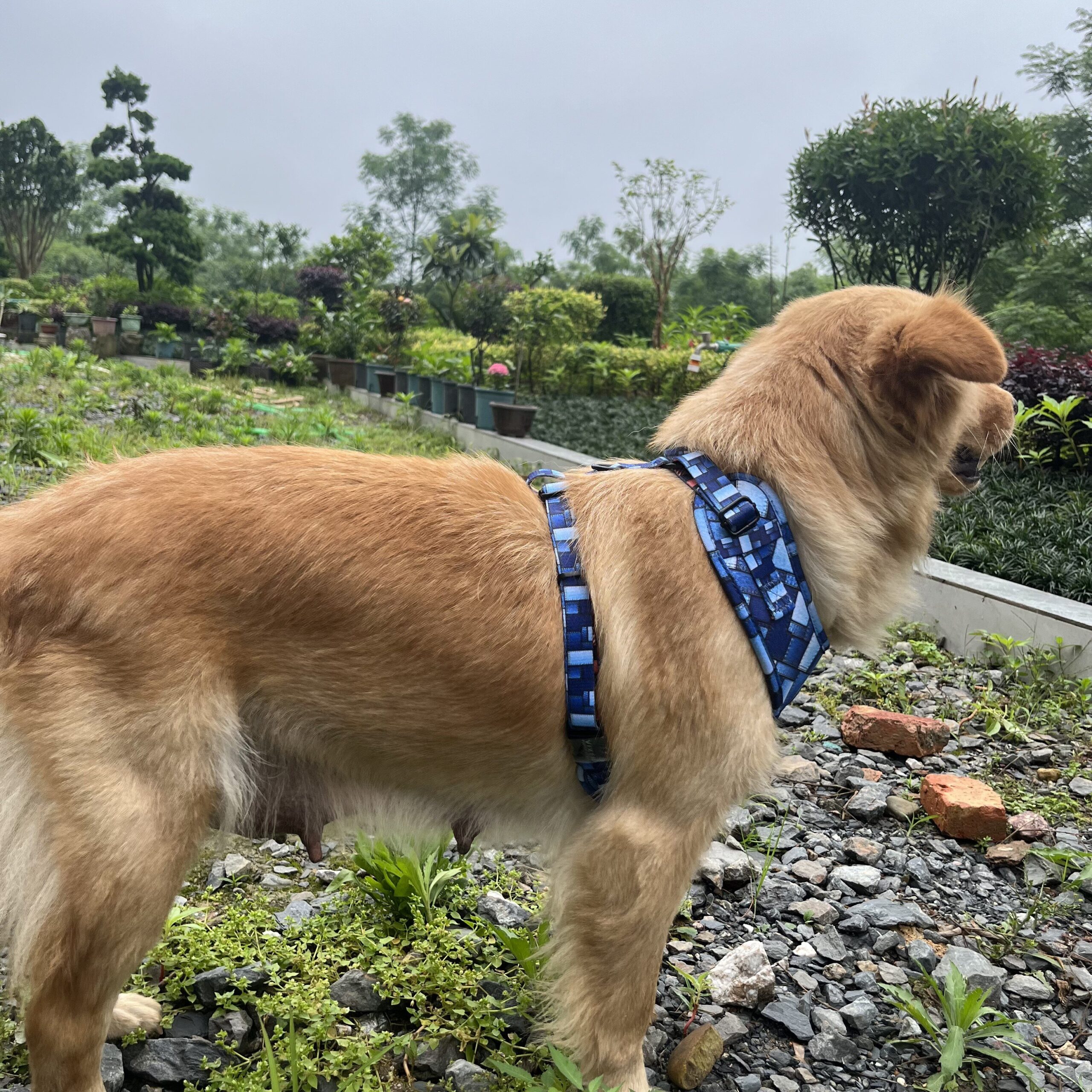 A dog wearing a well-fitted dog harness.